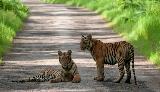 licensed-image (19).jpeg